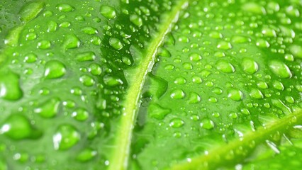 Macro lens unveils the enchanting world of dew-kissed leaves, each droplet a tiny, sparkling gem in this mesmerizing. Natural beauty concept. Green leaf background. 
