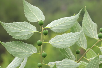 Fresh berries of the European nettle tree, Mediterranean hackberry, lote tree (Celtis australis)