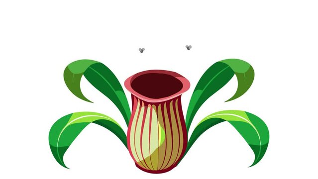 pitcher plant with flies and bugs