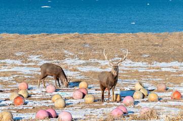 北海道の海岸でエゾシカとカラフルなボール、浮き球が並ぶ