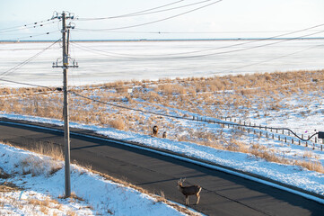 野生の動物、エゾシカが占領する北海道の道路