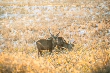 北海道の大地で力強く生きる雄のエゾシカ