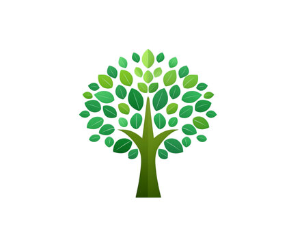 Baum