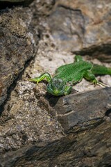 Detail of a specimen of a common lizard (Podarcis muralis) a species of lizard with a wide distribution in some rocks in the mountains. The European green lizard (Lacerta viridis).
