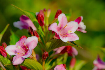 Beautiful ribbons blooming in the fields in spring