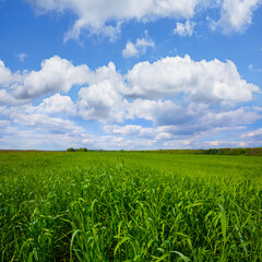 green rural field under blue cloudy sky, summer agricultural scene