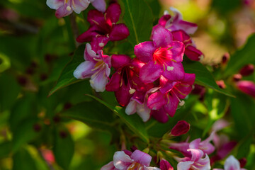 Beautiful ribbons blooming in the fields in spring