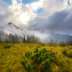 mountain valley with fir tree forest in dense mist and clouds