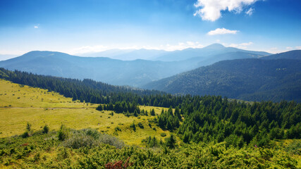 Obraz premium carpathian mountain landscape. forested hills of chornohora ridge. sunny morning in summer