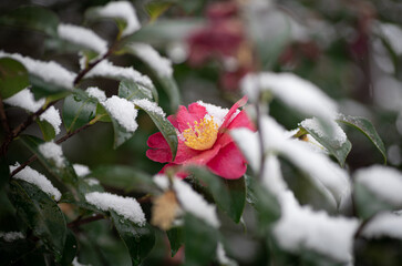 雪と椿