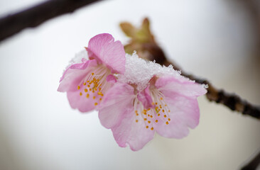 雪と河津桜