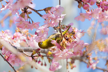 河津桜とメジロ