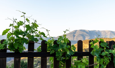 grapevines flourishing on a wooden fence with a serene mountain landscape in the background, under...