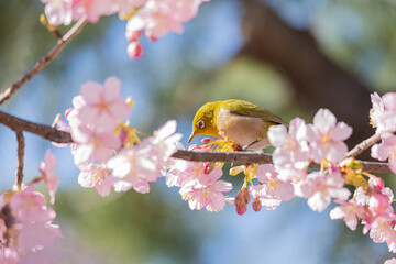 河津桜とメジロ