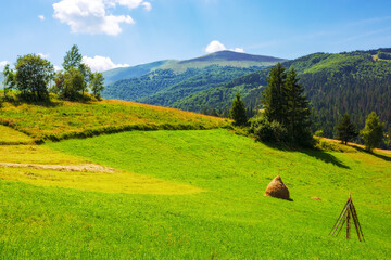 haystacks and a trees on a green grassy hill. beautiful summer scenery of ukrainian carpathian...