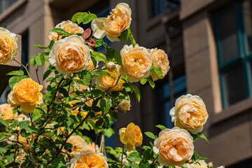 Fototapete bei efototapeten.de bestellen   