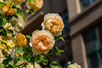 Fototapete bei efototapeten.de bestellen   