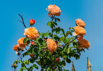 Fototapete bei efototapeten.de bestellen   