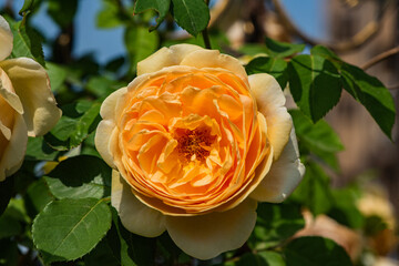 Fototapete bei efototapeten.de bestellen   