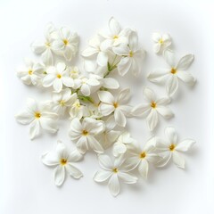 Plumeria flowers isolated on white background