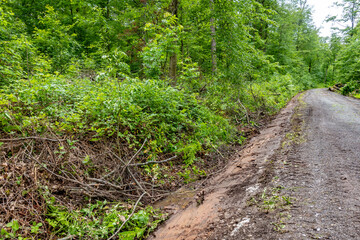 Wald und Wirtschaftsweg