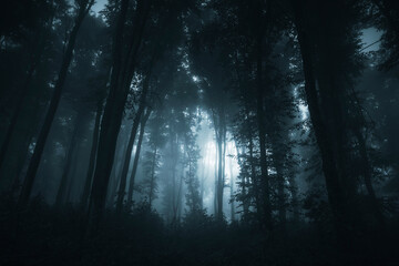 light in dark fantasy forest
