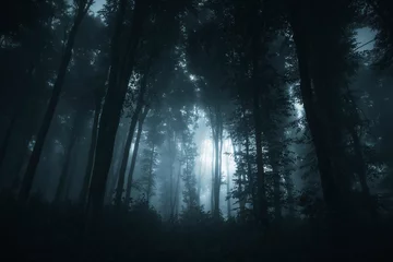 light in dark fantasy forest © andreiuc88