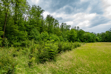 Wiederaufforstung im Mischwald