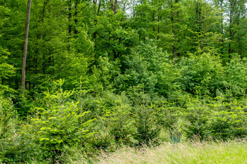 Wiederaufforstung im Mischwald