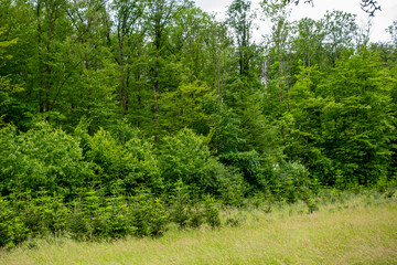 Wiederaufforstung im Mischwald