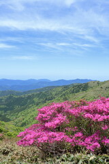 大川嶺　初夏の景観　ツルギミツバツツジ　（愛媛県　四国カルスト）