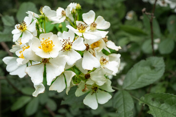 Multiflora rose in front of a dark background