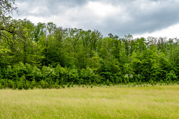 Wiederaufforstung im Mischwald