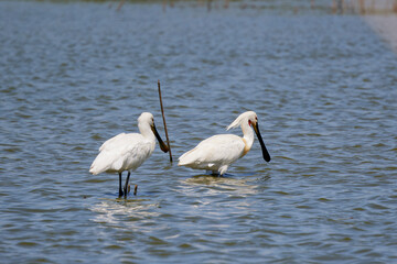 a pair of (Platalea leucorodia) on a lake.