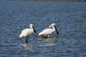 a pair of (Platalea leucorodia) on a lake.