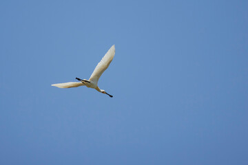 (Platalea leucorodia) in flight in the blue sky.