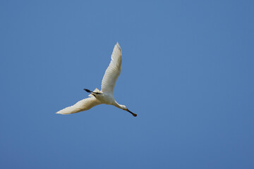 (Platalea leucorodia) in flight in the blue sky.