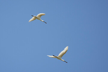 (Platalea leucorodia) in flight in the blue sky.