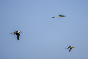 Himantopus himantopus, in flight in the blue sky