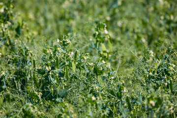close up with a field of peas.
