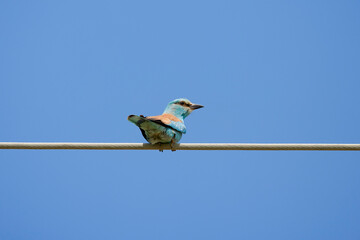 (Coracias garrulus) standing on a power wire.