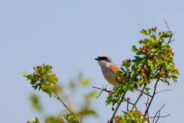(Lanius collurio) sits on the branches of a tree.
