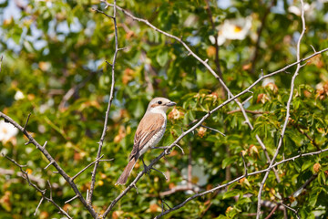 (Lanius collurio) sits on the branches of a tree.