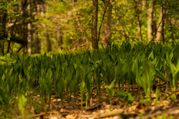 polana pełna konwalii © pinus25