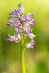 Dziko rosnące storczyki © pinus25