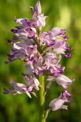 Dziko rosnące storczyki © pinus25