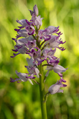 Dziko rosnące storczyki © pinus25