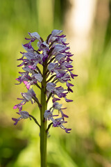 Dziko rosnące storczyki © pinus25