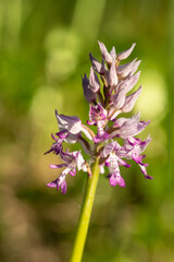 Dziko rosnące storczyki © pinus25