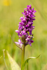 Dziko rosnące storczyki © pinus25